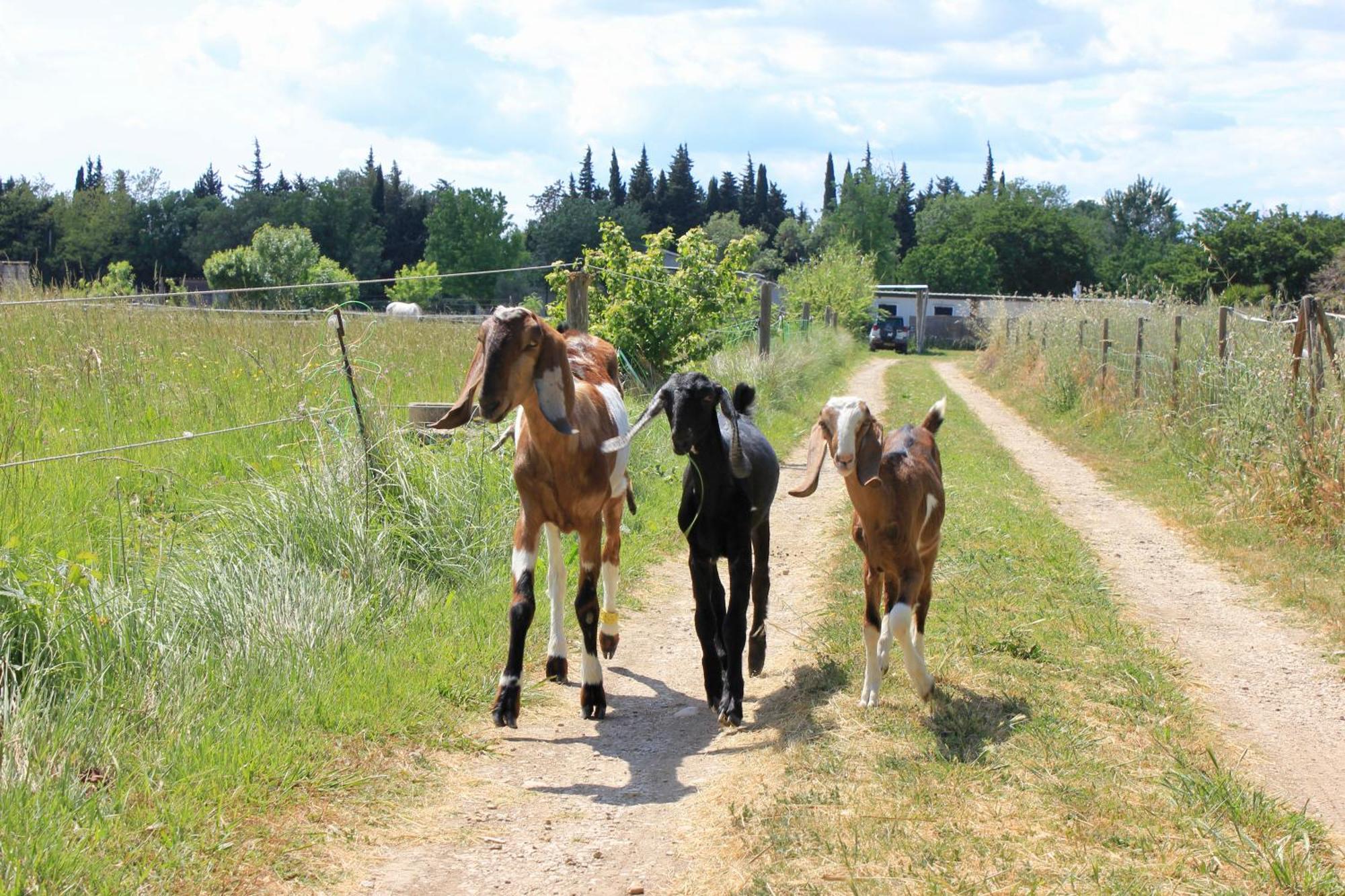 Lobilum En Camargue Villa Saint-Martin-de-Crau Dış mekan fotoğraf